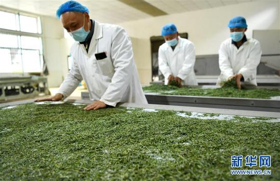 3月13日，在位于湖北省恩施土家族苗族自治州宣恩縣萬寨鄉(xiāng)板場村的伍家臺富硒貢茶公司，制茶師在按照傳統(tǒng)工藝制作手工茶。新華社發(fā)（宋文 攝）